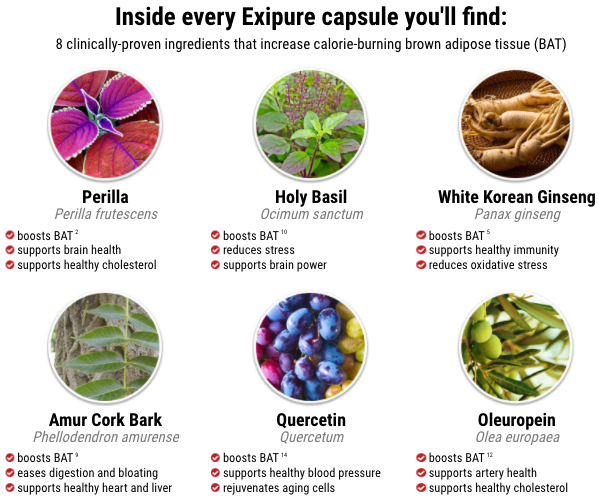 Exipure Ingredients