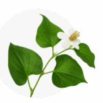 Houttuynia Cordata Thunb