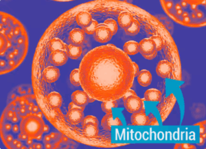 mitochondrial 